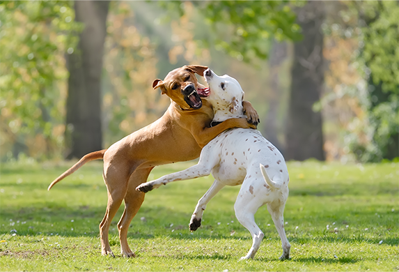 Szene im Park auf einer gruenen Wiese. Ein hellbrauner und ein weisser Hund steigen sich an und zeigen Zaehne