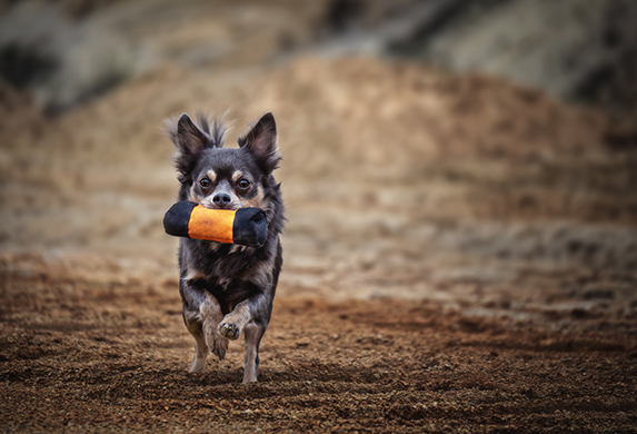 Ein Chihuahua rennt ueber einen sandigen, erdigen Untergrund. Er traegt dabei einen orangenen Futterbeutel im Maul.