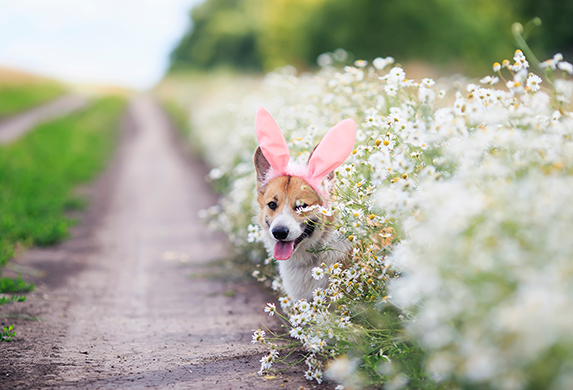 Ein Feldweg ist zur rechten Seite von einer Wiese aus Margariten begrenzt. In den Margariten sitzt ein Hund, welcher rosafarbene Hasenohren auf dem Kopf trägt.