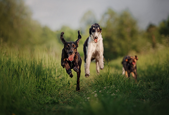 Auf einer gruenen Wiese kommen drei Hunde direkt auf die Kamera zugelaufen.