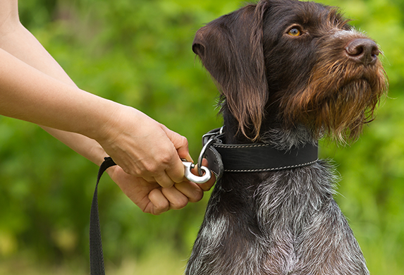 Jagdhund wird gerade von einem Menschen angeleint. Der Hund schaut interessiert in die Natur.