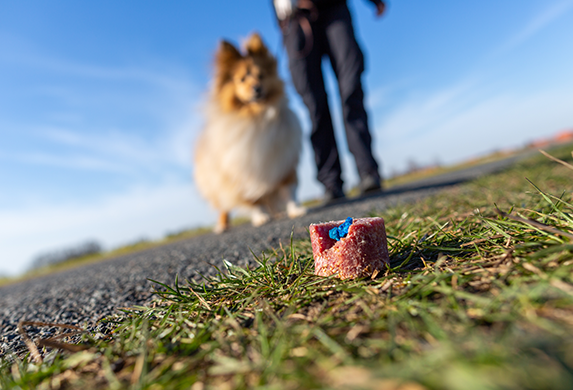 Im Vordergrund liegt ein Stueck Fleisch mit blauem Rattengift in der Wiese. Im Hintergrund ist ein Mensch mit seinem angeleinten Hund zu sehen, welcher zum Giftkoeder zieht.