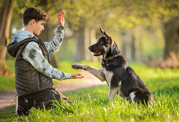 Ein Junge kniet auf einer Wiese vor seinem sitzenden Schaeferhund. Der Junge gibt dem Hund Sitzzeichen und der Schaeferhund hebt seine Pfote.