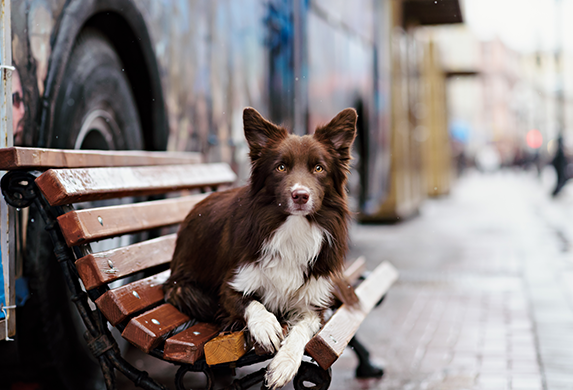 Ein Border Collie liegt auf einer Holzbank in der Stadt und schaut direkt in die Kamera.