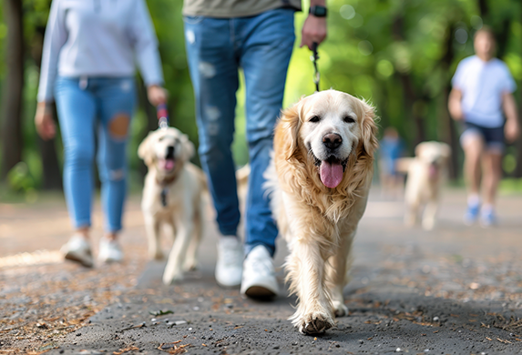 Szene im Park. Zwei Hundehalter gehen mit ihren Golden Retrievern im Park spazieren. Beide Hunde sind angeleint.